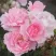 Роза БОНИКА флорибунда в Белгороде
