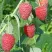 Малина ПОЛЕСЬЕ в Белгороде