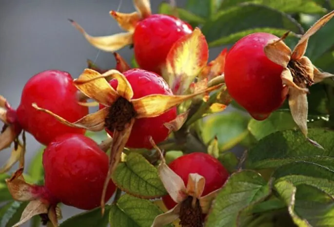 Шиповник Шиповник