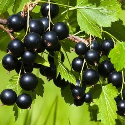 Саженцы смородины оптом в Белгороде