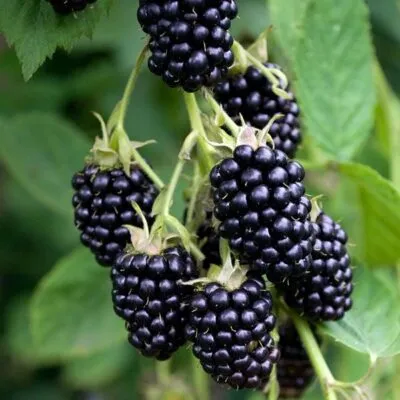 Ремонтантная  Ремонтантная в Белгороде