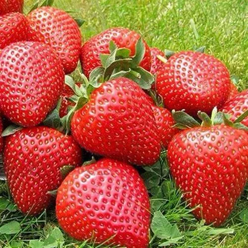 Клубника ЭЛИАНЕ в Белгороде