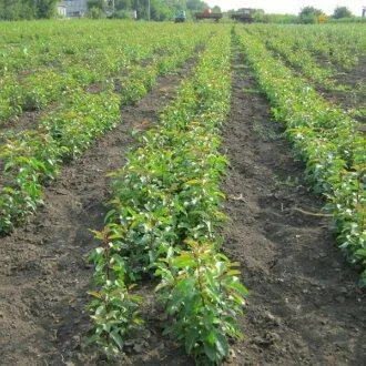 Подвой груши ДИКАЯ ГРУША  Подвой груши ДИКАЯ ГРУША в Белгороде