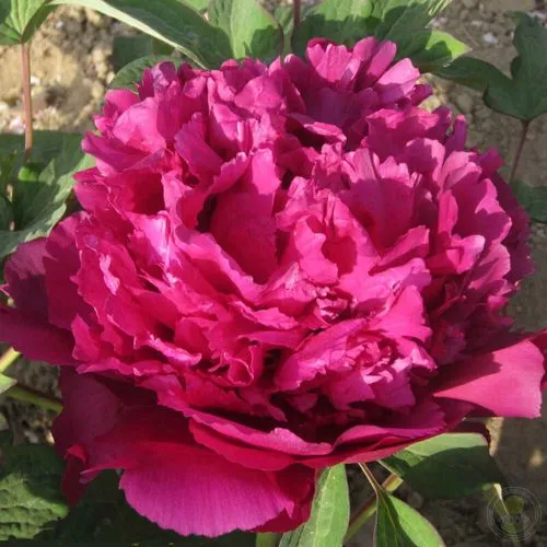 Пион ТАЙНАЯ СТРАСТЬ древовидный в Белгороде