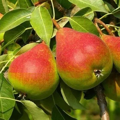 Саженцы груши оптом в Белгороде