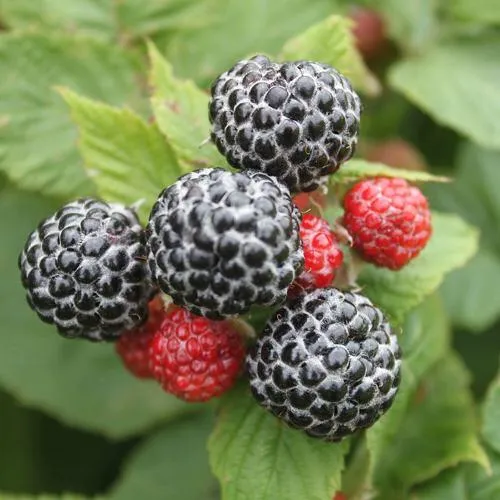 Саженцы малины ремонтантной  Кумберленд Саженцы малины ремонтантной  Кумберленд