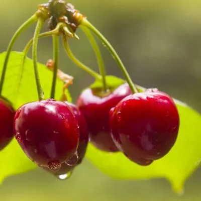 Черешня СИНЯВСКАЯ  Черешня СИНЯВСКАЯ в Белгороде