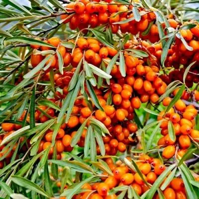 Саженцы облепихи оптом в Белгороде