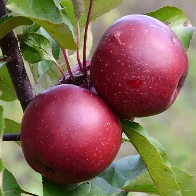 Красномясая  Красномясая в Белгороде