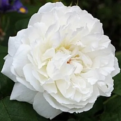 Саженцы роз ВИНЧЕСТЕР КАФЕДРАЛ английская  Саженцы роз ВИНЧЕСТЕР КАФЕДРАЛ английская в Белгороде