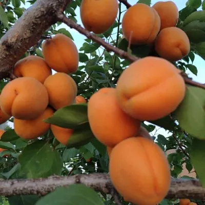 Абрикос ГОЛД РИЧ  Абрикос ГОЛД РИЧ в Белгороде