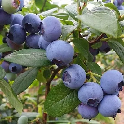 Голубика БЛЮГОЛД  Голубика БЛЮГОЛД в Белгороде