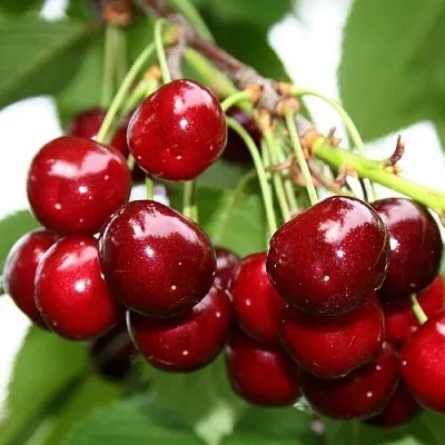 Черешня МИНЧАНКА  Черешня МИНЧАНКА в Белгороде