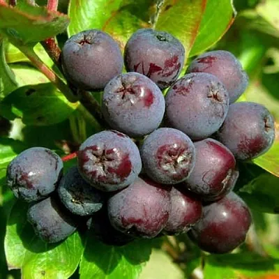 Рябина ЛИКЁРНАЯ сладкоплодная  Рябина ЛИКЁРНАЯ сладкоплодная в Белгороде