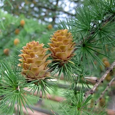 Лиственница КЕМПФЕРА в Белгороде