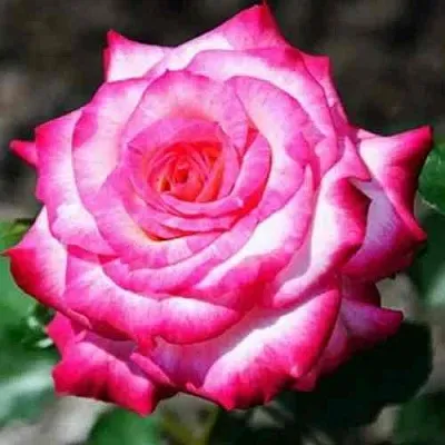 Саженцы роз АРИФА флорибунда в Белгороде