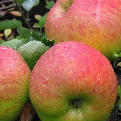 Яблоня ЯБЛОЧНЫЙ СПАС  Яблоня ЯБЛОЧНЫЙ СПАС в Белгороде