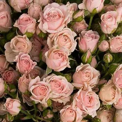 Саженцы роз ОДИЛЛИЯ спрей в Белгороде