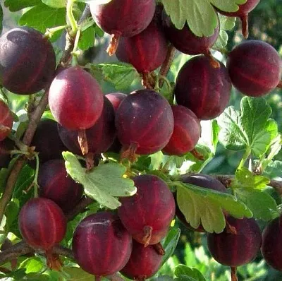 Крыжовник ХИННОМАКИ РОТ в Белгороде