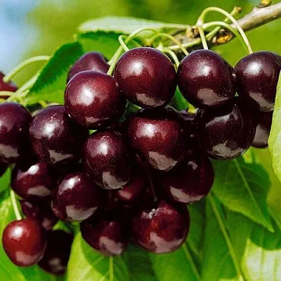 Черешня ВИТЯЗЬ  Черешня ВИТЯЗЬ в Белгороде