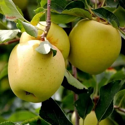 Яблоня ГОЛДЕН ВЛАДИМИРСКИЙ  Яблоня ГОЛДЕН ВЛАДИМИРСКИЙ в Белгороде