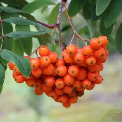 Рябина ВЕФЕД сладкоплодная  Рябина ВЕФЕД сладкоплодная в Белгороде