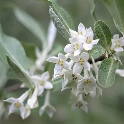 ЛОХ СЕРЕБРИСТЫЙ  ЛОХ СЕРЕБРИСТЫЙ в Белгороде