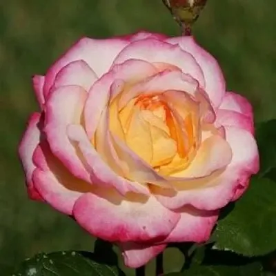 Саженцы роз ЛАМИНУЭТ флорибунда в Белгороде