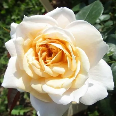 Саженцы роз ЛИОНС РОУЗ флорибунда в Белгороде