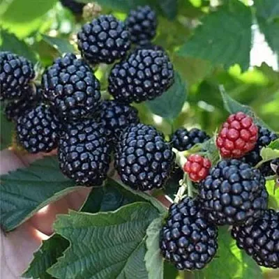 Ежевика ПОЛАР бесшипная  Ежевика ПОЛАР бесшипная в Белгороде