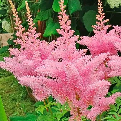 Астильба ЭДЕНС ОДИССЕЙ Арендса  Астильба ЭДЕНС ОДИССЕЙ Арендса в Белгороде