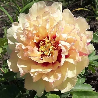 Пион КЕНАРИ БРИЛЛИАНТС ито-гибрид в Белгороде