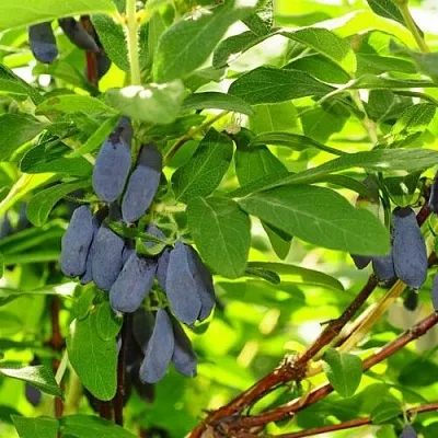 Жимолость съедобная ЛЕБЁДУШКА в Белгороде