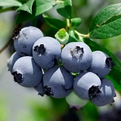 Голубика СИЕРРА  Голубика СИЕРРА в Белгороде