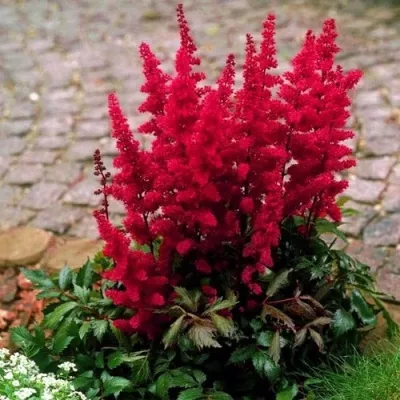 Астильба ГЛАТ Арендса — описание сорта Астильба ГЛАТ Арендса в Белгороде