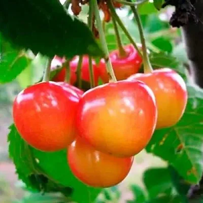 Черешня ДОНЧАНКА в Белгороде