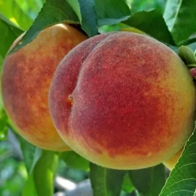 Персик НОВОСЕЛКОВСКИЙ — описание сорта Персик НОВОСЕЛКОВСКИЙ в Белгороде