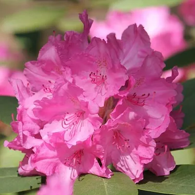 Рододендрон ЛУМИНА  Рододендрон ЛУМИНА в Белгороде