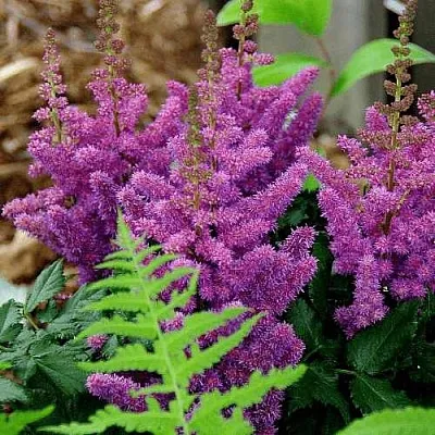 Астильба БЛЭК ЭНД БЛУ китайская  Астильба БЛЭК ЭНД БЛУ китайская в Белгороде