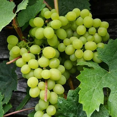 Виноград АЛЕШЕНЬКИН  Виноград АЛЕШЕНЬКИН в Белгороде