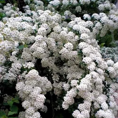 Спирея ВАНГУТТА  Спирея ВАНГУТТА в Белгороде