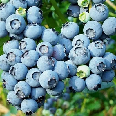 Голубика ПУРУ  Голубика ПУРУ в Белгороде