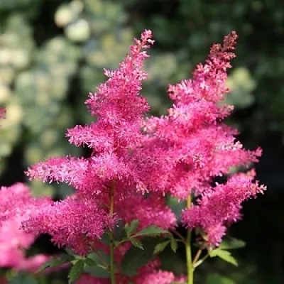 Астильба САННИ ДЕЙ гибридная  Астильба САННИ ДЕЙ гибридная в Белгороде