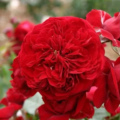 Саженцы роз КРАСНАЯ ШАПОЧКА флорибунда в Белгороде