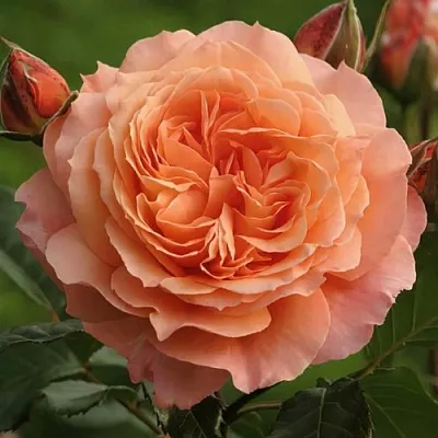 Саженцы роз БЕЛЬВЕДЕР шраб  Саженцы роз БЕЛЬВЕДЕР шраб в Белгороде