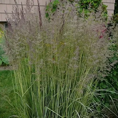 Вейник АВАЛАНШ остроцветковый  Вейник АВАЛАНШ остроцветковый в Белгороде