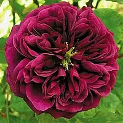 Саженцы роз ЗЕ ПРИНЦ английская  Саженцы роз ЗЕ ПРИНЦ английская в Белгороде