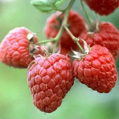 Малина ХЕРИТЕЙДЖ  Малина ХЕРИТЕЙДЖ в Белгороде