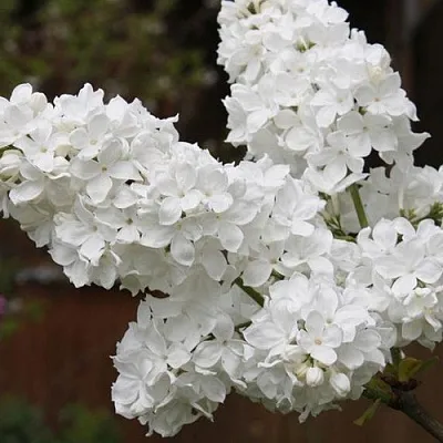 Сирень ФЛОРА  Сирень ФЛОРА в Белгороде