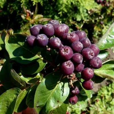 Рябина ЛИКЁРНАЯ сладкоплодная — описание сорта Рябина ЛИКЁРНАЯ сладкоплодная в Белгороде